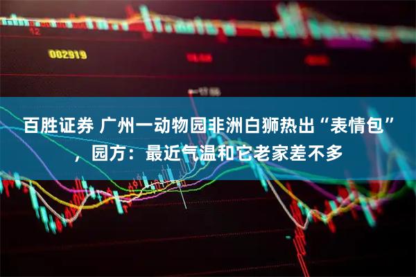 百胜证券 广州一动物园非洲白狮热出“表情包”，园方：最近气温和它老家差不多